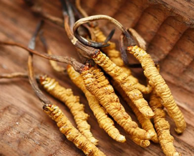 Cordyceps sinensis