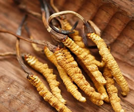 Cordyceps sinensis